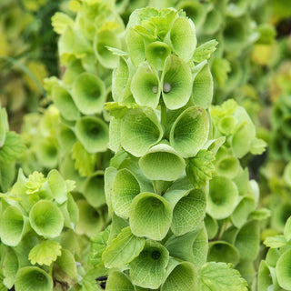 Campane d‘Irlanda - Fiori verdi dalla forma insolita - Moluccella laevis