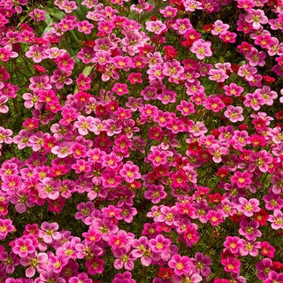 Saxifraga arendsii - Bassa perenne a fioritura abbondante - Saxifraga arendsii