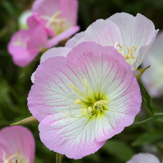 Enotera - Miscuglio - Fioritura dalla tarda primavera a settembre - Oenothera sp.