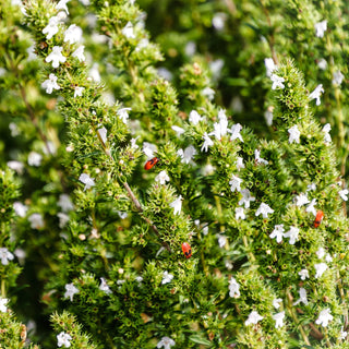 Santoreggia - Erba aromatica e vera calamita naturale per le api - Satureja hortensis - Busta Grande - 1 kg