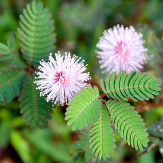 Mimosa pudica - Foglie sensibili al tatto - Mimosa pudica