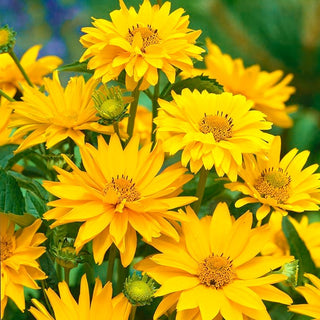 Heliopsis scabra - Fiori dorati dall’estate all’autunno - Heliopsis scabra