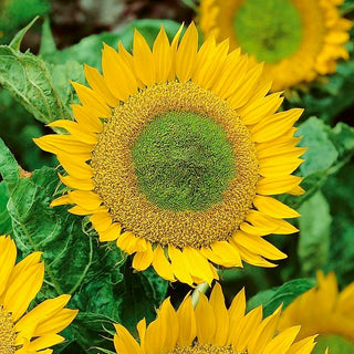 Girasole - Green Hobbit - Fiori melliferi, varietà altamente decorativa - Helianthus annuus - Busta Gigante - 1 kg