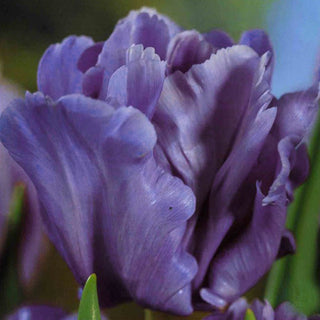 Tulipano pappagallo - Blue Parrot - Tulipa - Accento scenografico nelle aiuole - 5 bulbi