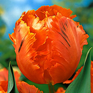 Tulipano - Orange Favourite - Tulipa - Forma unica, accento ideale - 5 bulbi