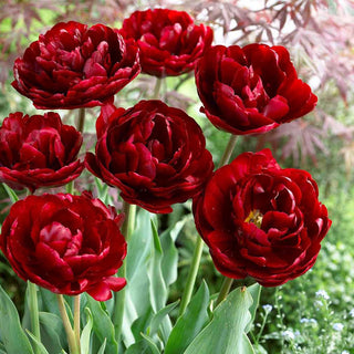 Tulipano - Uncle Tom - Tulipa - Classico, resistente e affidabile - 5 bulbi