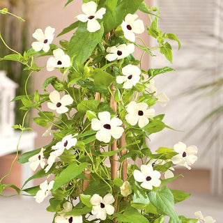 Susanna Dagli Occhi Neri - Bianco - Decorativa, perfetta per balcone e terrazza - Thunbergia alata