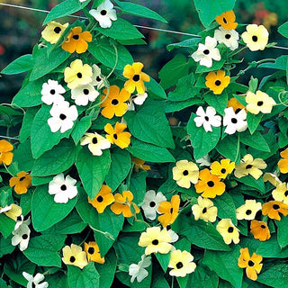 Susanna Dagli Occhi Neri - Miscuglio - Facile da coltivare con fusti fino a 3 metri - Thunbergia alata