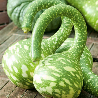 Zucca Lagenaria - Speckled Swan - Kobra - Rampicante dalla forma unica di cigno - Lagenaria siceraria