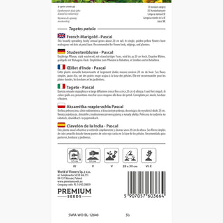 Tagete - Pascal - Ideale per bordure basse - Tagetes patula