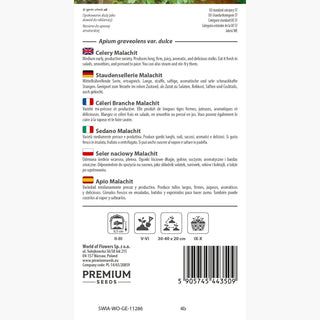 Sedano Malachit - Sapore e aroma eccellenti, facile da coltivare - Apium graveolens var.dulce