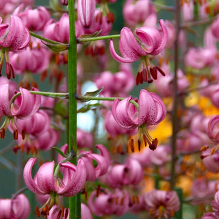 Giglio martagone - Rosa - Lilium - Effetto esotico nelle aiuole